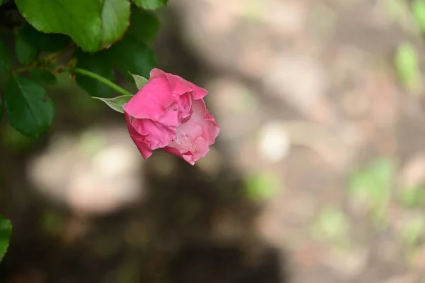 Vacker Rosa Ros Blomma Växer Trädgården Natur Koncept — Stockfoto