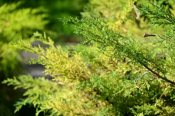 Зелена Рослина Флора Листя — стокове фото