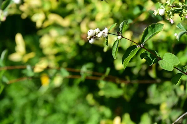 Belles Mûres Blanches Gros Plan Buisson Dans Jardin — Photo