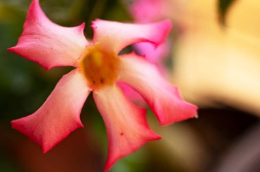Bahçedeki güzel pembe çiçeklerin yakın görüntüsü