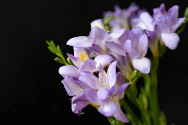 güzel mor çiçekler, görünümü kapatın