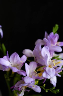 güzel mor çiçekler, görünümü kapatın