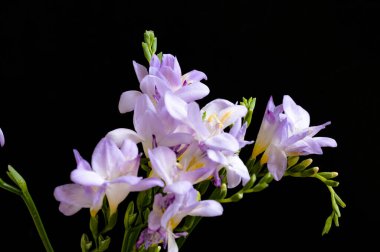 güzel mor çiçekler, görünümü kapatın