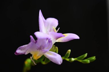 güzel mor çiçekler, görünümü kapatın