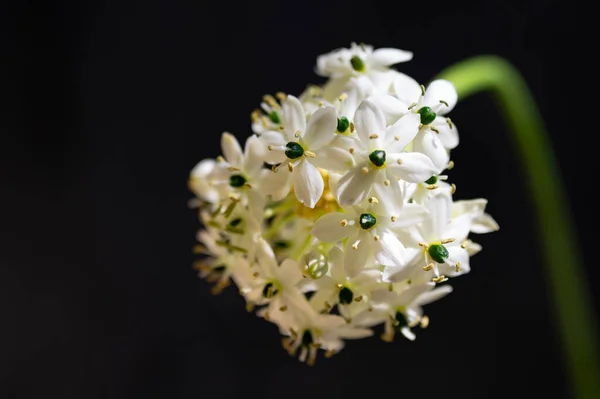 Όμορφα Λευκά Άνθη Σκούρο Φόντο — Φωτογραφία Αρχείου