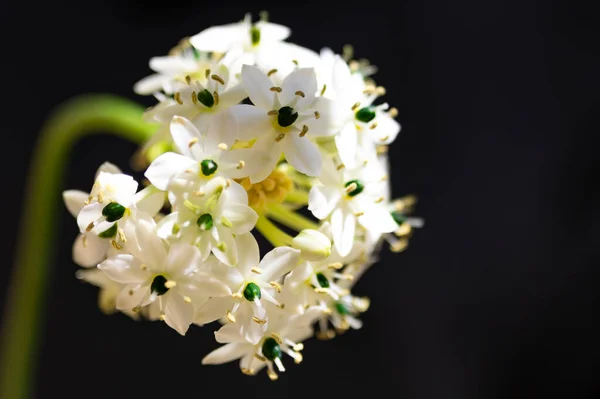 暗い背景に美しい白い花 — ストック写真