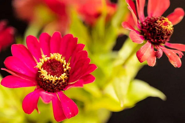 Крупним Планом Вид Красиві Червоні Квіти Саду — стокове фото