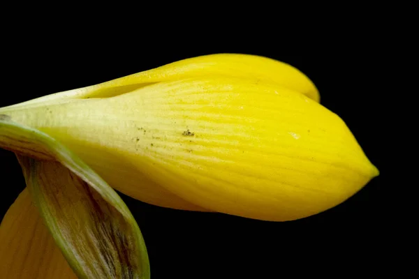 Bela Flor Amarela Fundo Escuro — Fotografia de Stock
