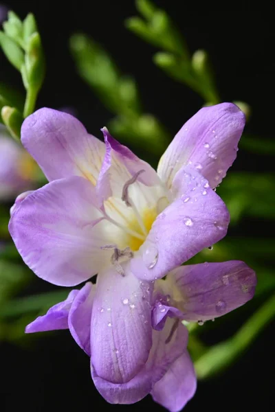 Belas Flores Roxas Vista Perto — Fotografia de Stock