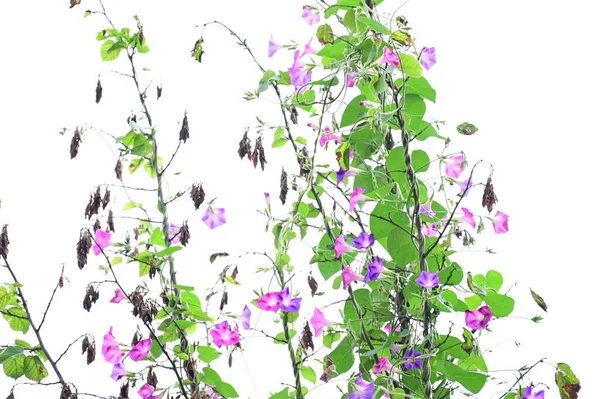 Krásné Fialové Květy Rostoucí Zahradě — Stock fotografie