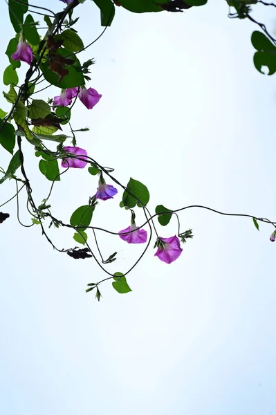 Belas Flores Roxas Crescendo Jardim — Fotografia de Stock