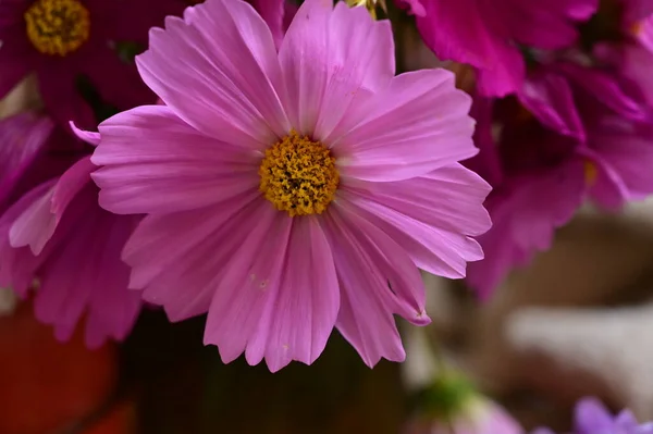 Beautiful Flowers Bouquet Close — Stock Photo, Image