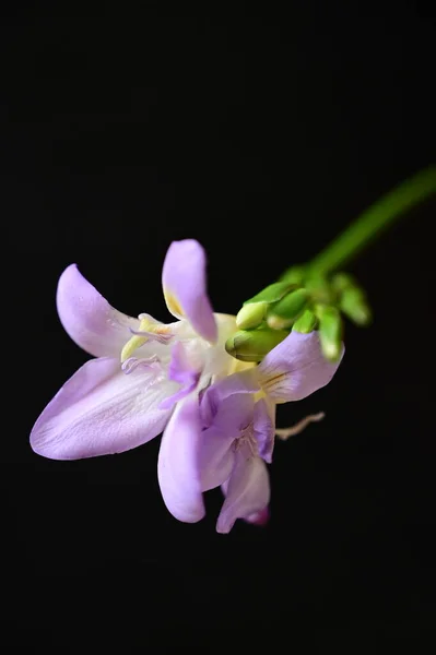 Krásné Fialové Květy Detailní Zobrazení — Stock fotografie