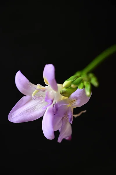 美丽的紫色的花朵 关闭视图 — 图库照片