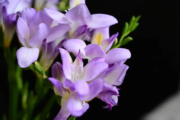 Beautiful Purple Flowers Close View — Stock Photo, Image