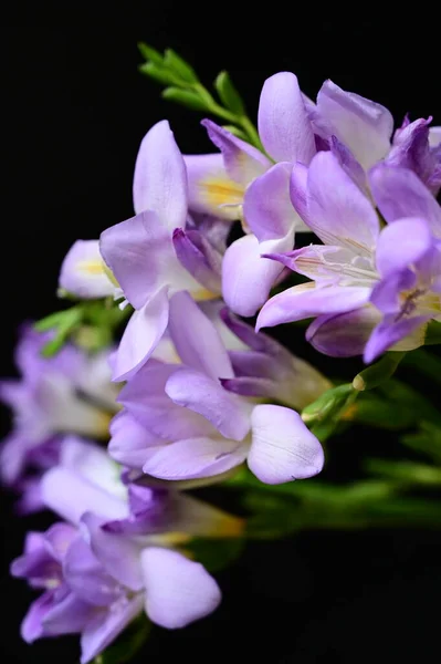 Piękne Kwiaty Fioletowe Zbliżenie — Zdjęcie stockowe