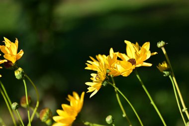 Bahçedeki güzel sarı çiçekleri kapat.