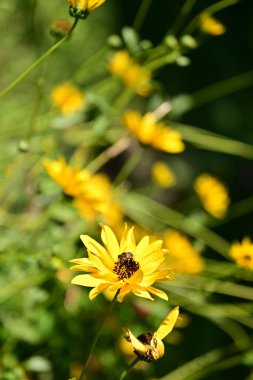 Bahçedeki sarı çiçeklerin üzerinde oturan arıların yakın görüntüsü