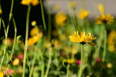 Bahçedeki güzel sarı çiçekleri kapat.