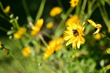 Bahçedeki güzel sarı çiçekleri kapat.