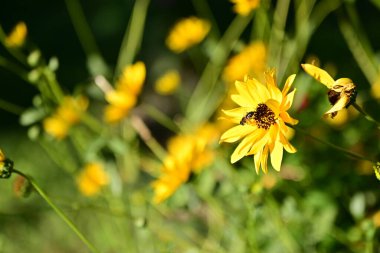 Bahçedeki sarı çiçeklerin üzerinde oturan arıların yakın görüntüsü