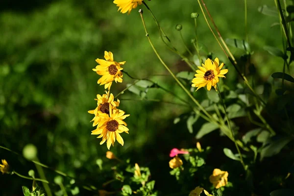 Vista Vicino Bellissimi Fiori Gialli Giardino — Foto Stock