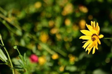 Bahçedeki güzel sarı çiçekleri kapat.
