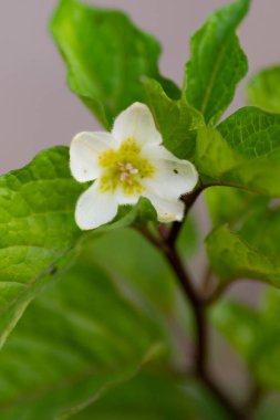 Bahçedeki güzel beyaz çiçekler