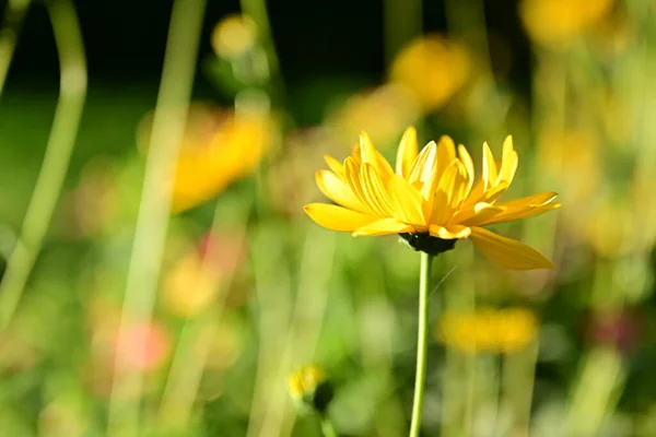 Nahaufnahme Von Schönen Gelben Blumen Garten — Stockfoto