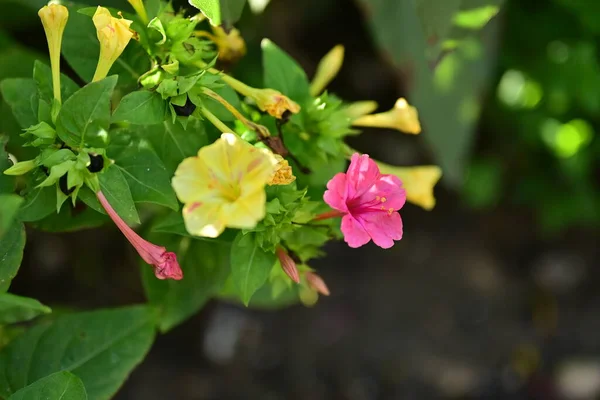 Közeli Kilátás Gyönyörű Rózsaszín Sárga Virágok Kertben — Stock Fotó