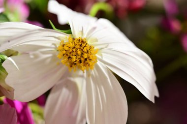 Bahçedeki güzel beyaz çiçekleri kapat.