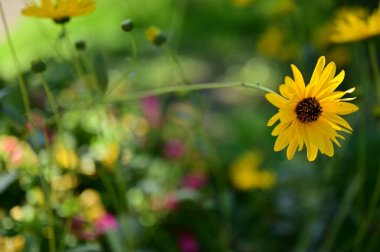 Bahçedeki güzel sarı çiçekleri kapat.