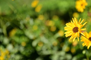 Bahçedeki güzel sarı çiçekleri kapat.
