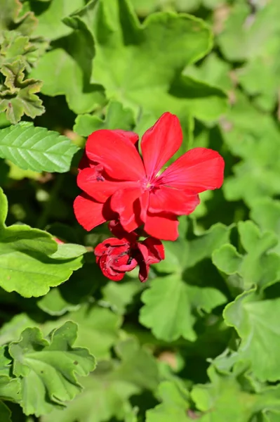 Krásné Červené Barevné Květy Rostoucí Zahradě — Stock fotografie