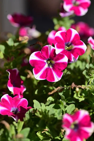 Bellissimi Fiori Rosa Che Crescono Giardino Concetto Natura — Foto Stock