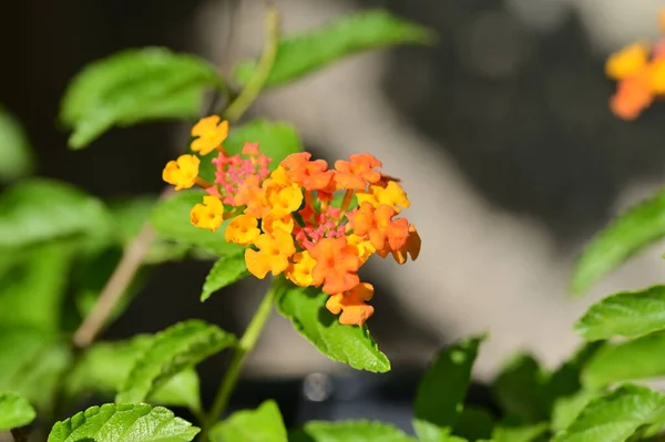 Zblízka Pohled Krásné Oranžové Květy Zahradě — Stock fotografie