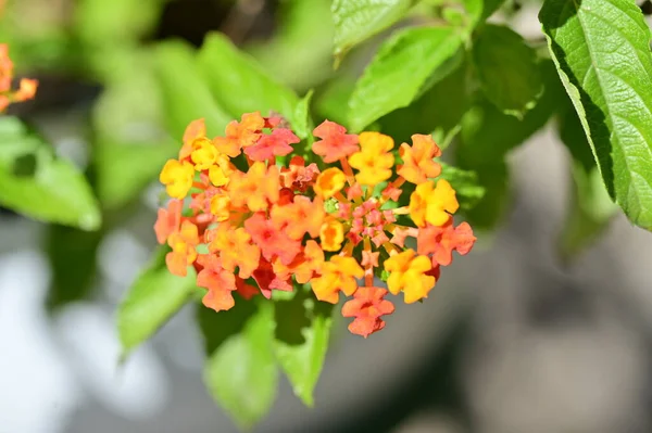 庭の美しいオレンジの花を間近に見ることができます — ストック写真