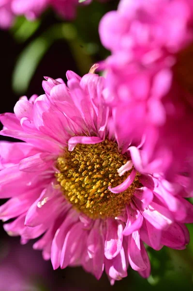 ดอกไม ชมพ สวยงามท บโตในสวน แนวค ดธรรมชาต — ภาพถ่ายสต็อก