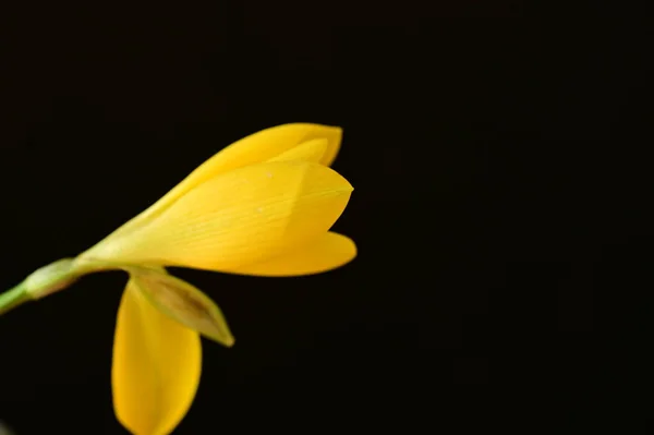 Hermosa Flor Amarilla Sobre Fondo Oscuro — Foto de Stock