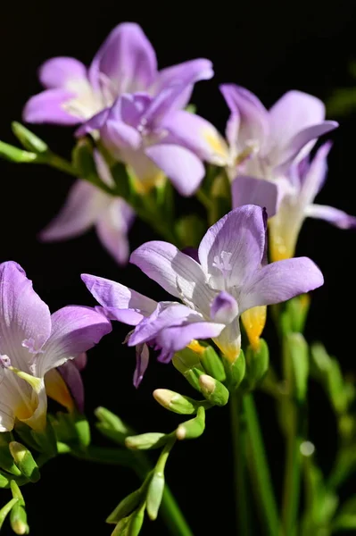 Hermosas Flores Púrpuras Vista Cerca —  Fotos de Stock