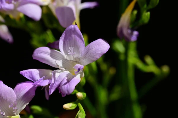 Hermosas Flores Púrpuras Vista Cerca —  Fotos de Stock