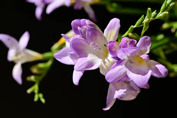 Güzel Mor Çiçekler Görünümü Kapatın — Stok fotoğraf