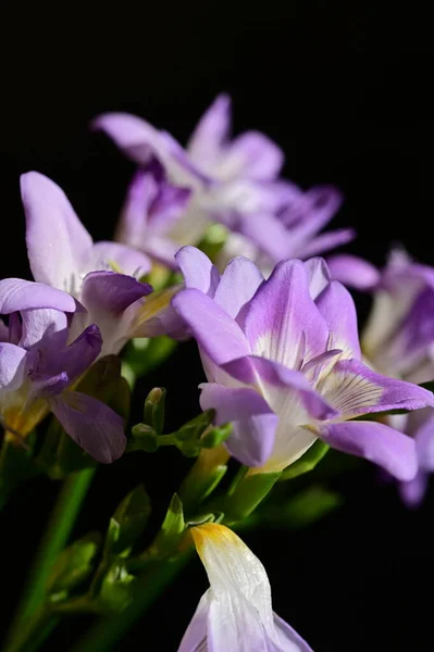 Hermosas Flores Púrpuras Vista Cerca —  Fotos de Stock