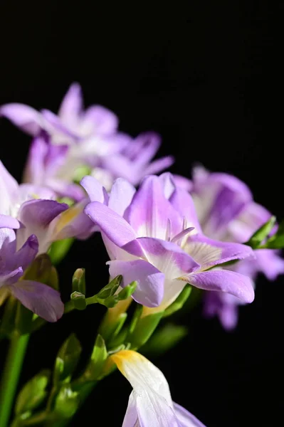 美丽的紫色的花朵 关闭视图 — 图库照片
