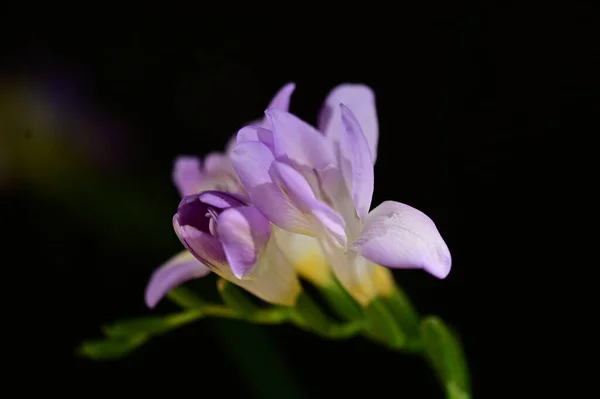 Schöne Lila Blumen Nahsicht — Stockfoto