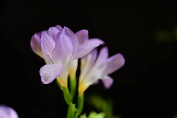 美丽的紫色的花朵 关闭视图 — 图库照片