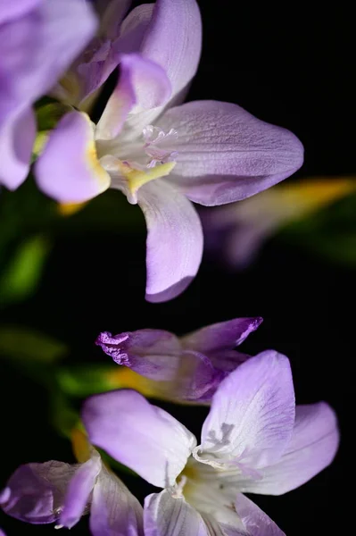 Belas Flores Roxas Vista Perto — Fotografia de Stock