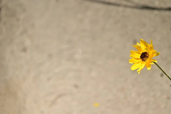 壁を背景に黄色い花を咲かせ — ストック写真
