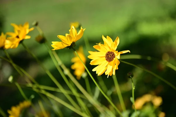 Vista Vicino Bellissimi Fiori Gialli Giardino — Foto Stock