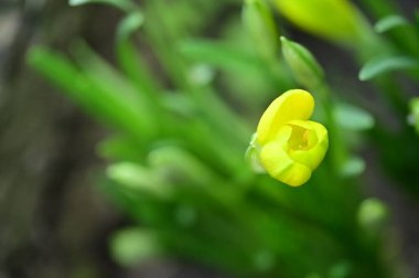 Bahçedeki güzel sarı çiçekleri kapat.